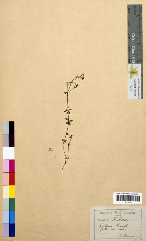 Galium saxatile (Rubiaceae)