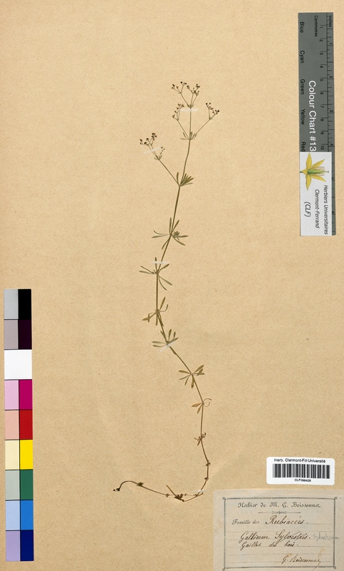 Galium sylvaticum (Rubiaceae)