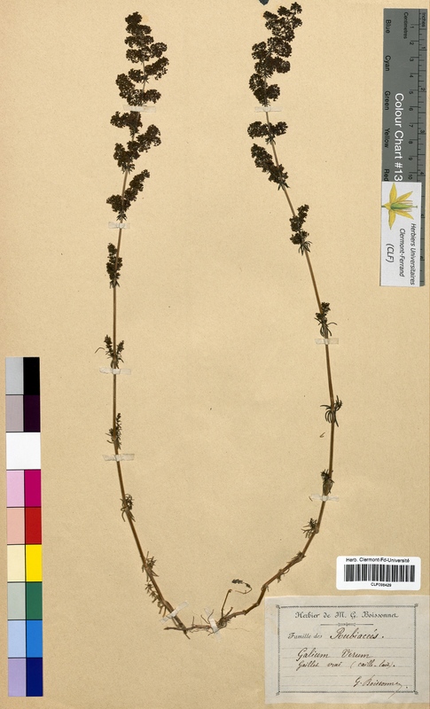 Galium verum (Rubiaceae)