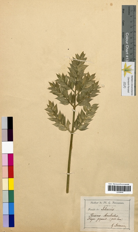 Ruscus aculeatus (Ruscaceae)