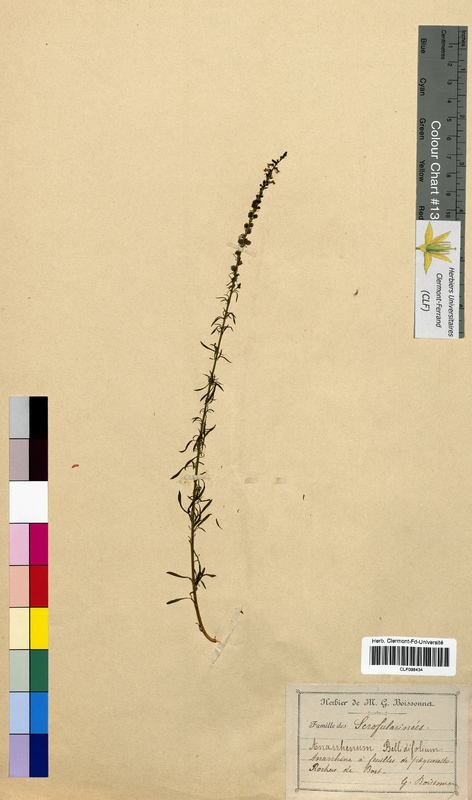 Anarrhinum bellidifolium (Scrophulariaceae)