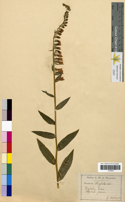 Digitalis lutea (Scrophulariaceae)