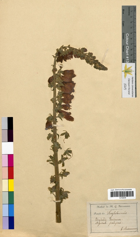 Digitalis purpurea (Scrophulariaceae)