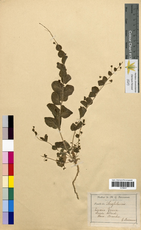 Linaria spuria (Scrophulariaceae)