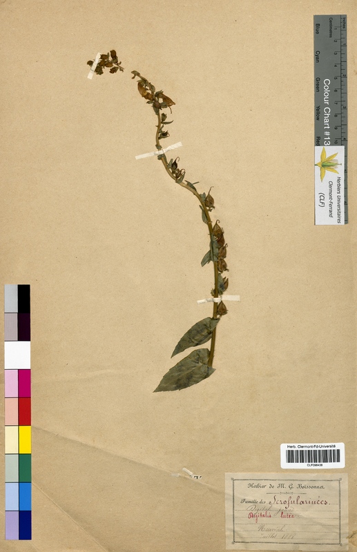Digitalis lutea (Scrophulariaceae)