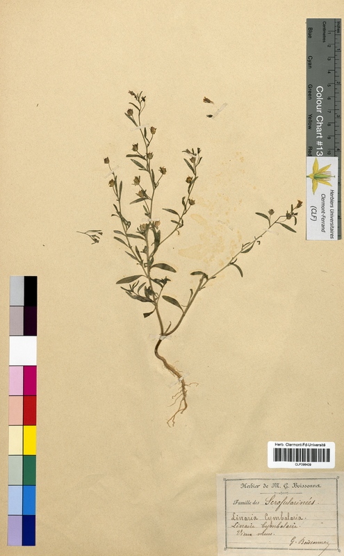 Linaria cymbalaria (Scrophulariaceae)