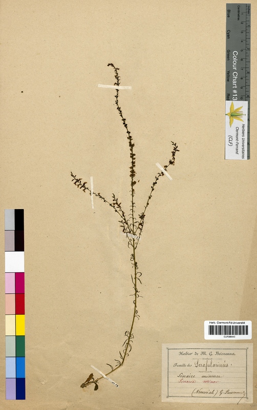 Linaria minor (Scrophulariaceae)