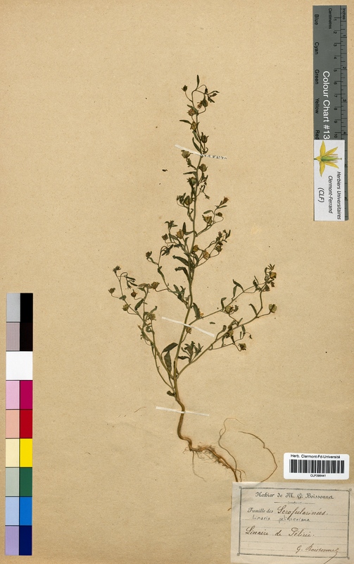 Linaria pelisseriana (Scrophulariaceae)