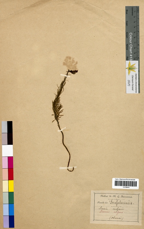 Linaria vulgaris (Scrophulariaceae)