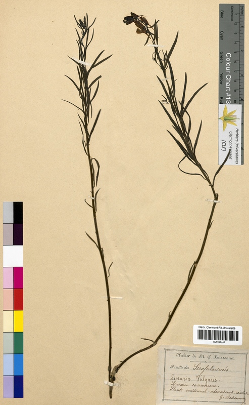 Linaria vulgaris (Scrophulariaceae)
