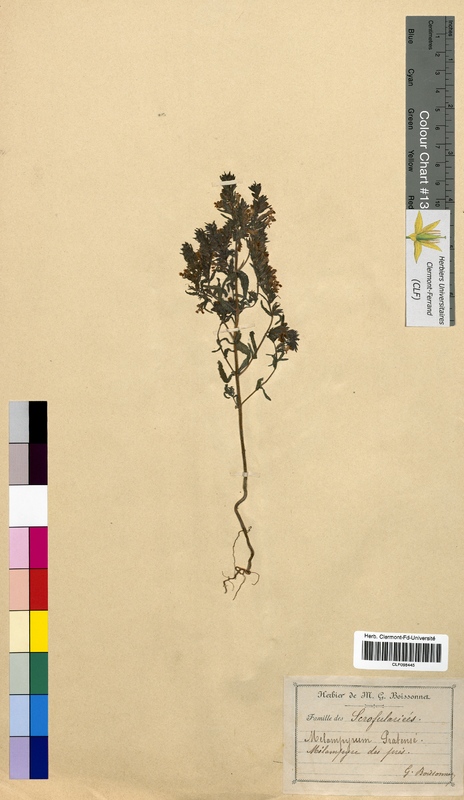Melampyrum pratense (Scrophulariaceae)