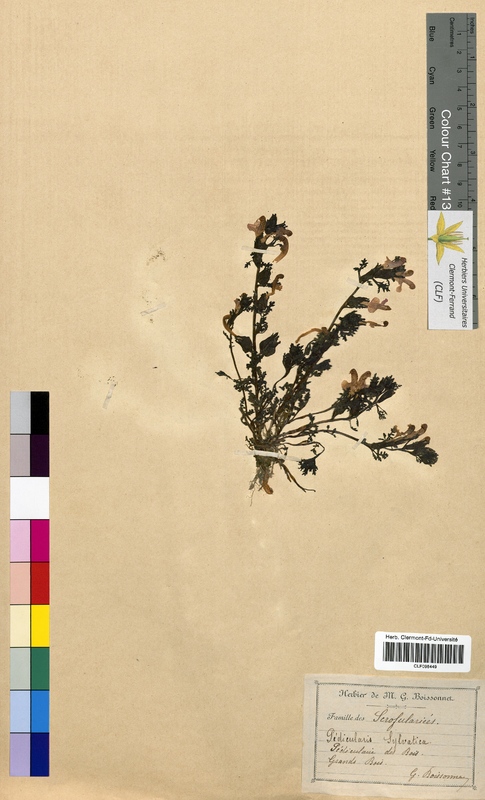 Pedicularis sylvatica (Scrophulariaceae)