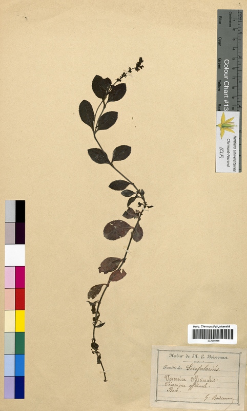 Veronica officinalis (Scrophulariaceae)