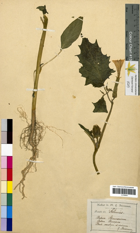 Datura stramonium (Solanaceae)