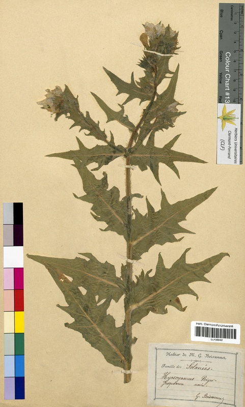 Hyoscyamus niger (Solanaceae)