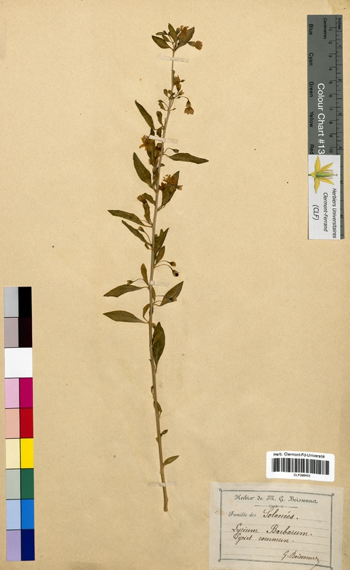 Lycium barbarum (Solanaceae)
