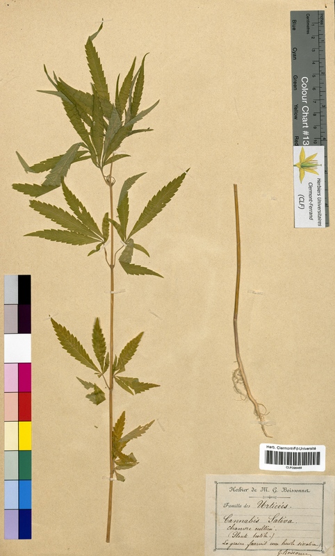 Cannabis sativa (Cannabaceae)