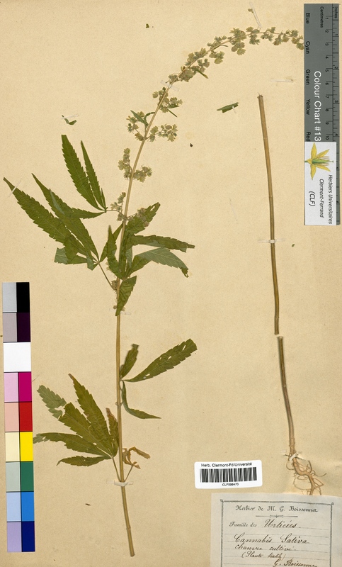 Cannabis sativa (Cannabaceae)