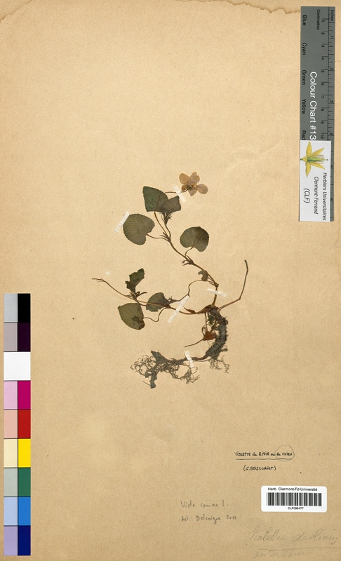 Viola canina (Violaceae)