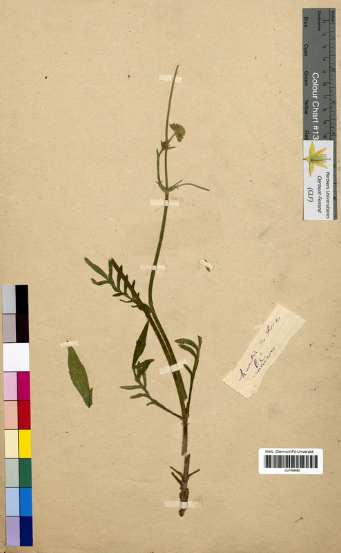 Knautia arvensis (Dipsacaceae)