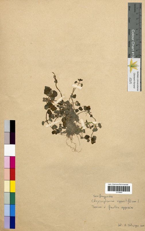 Chrysosplenium oppositifolium (Saxifragaceae)