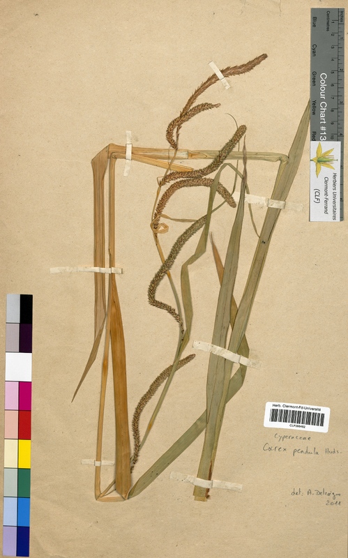 Carex pendula (Cyperaceae)