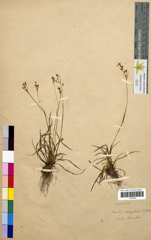 Luzula campestris (Juncaceae)