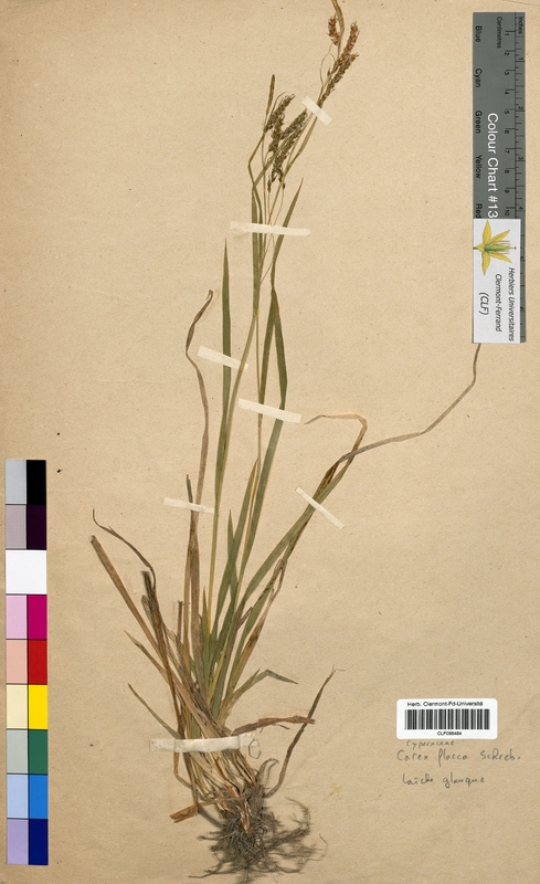 Carex flacca (Cyperaceae)