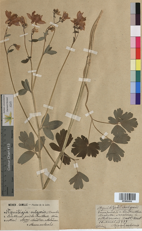 Aquilegia vulgaris (Ranunculaceae)