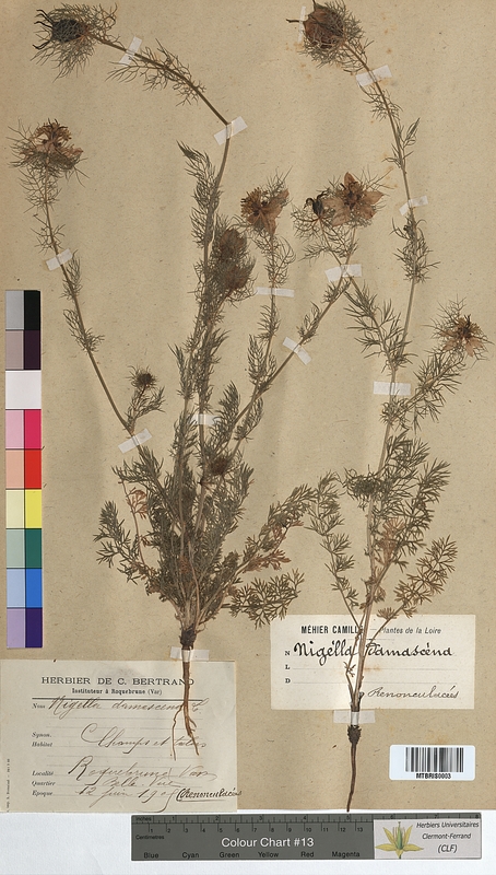 Nigella damascena (Ranunculaceae)