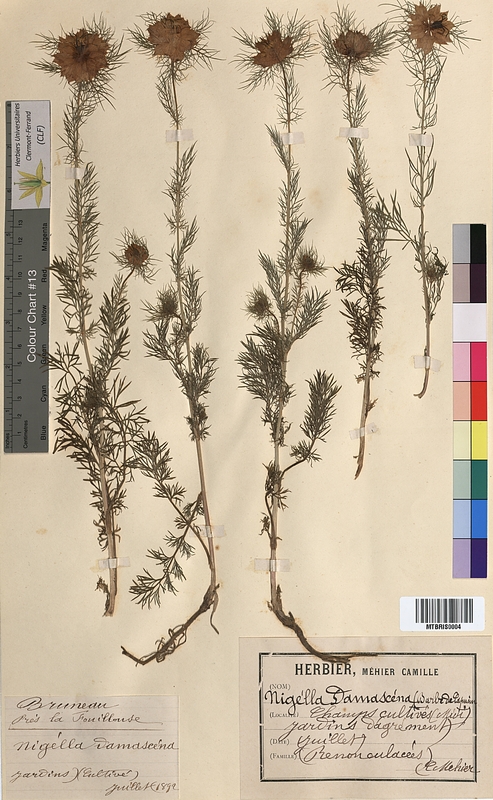 Nigella damascena (Ranunculaceae)