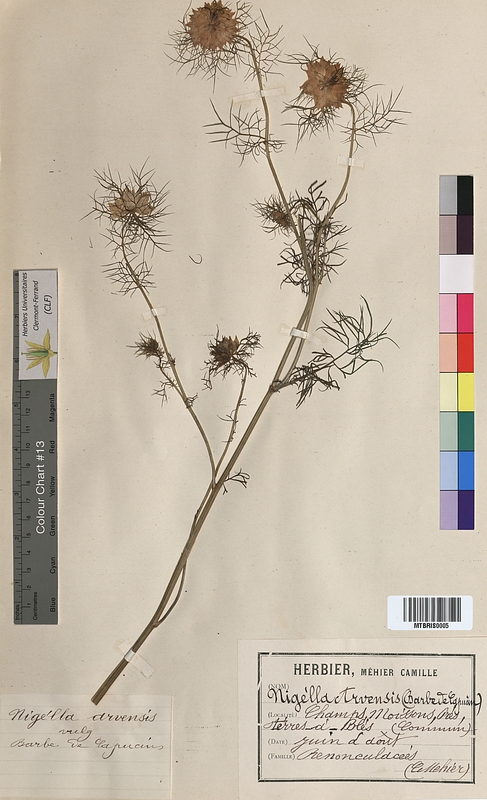 Nigella arvensis (Ranunculaceae)