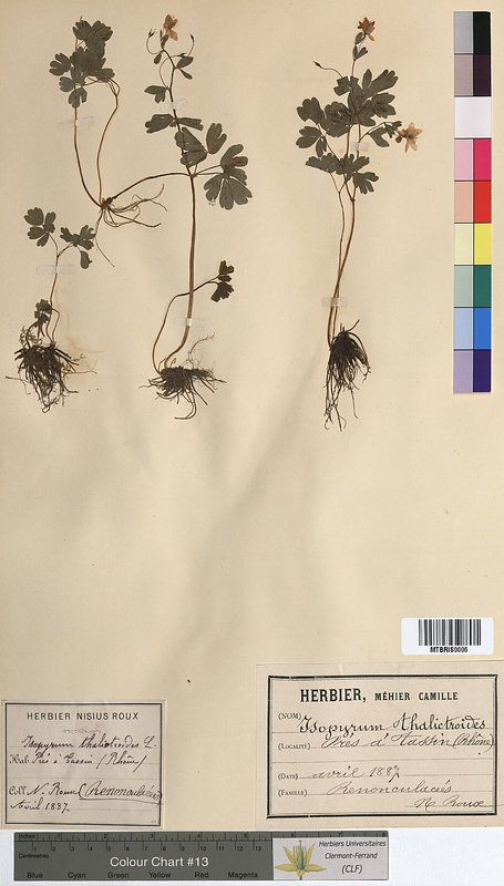 Isopyrum thalictroides (Ranunculaceae)