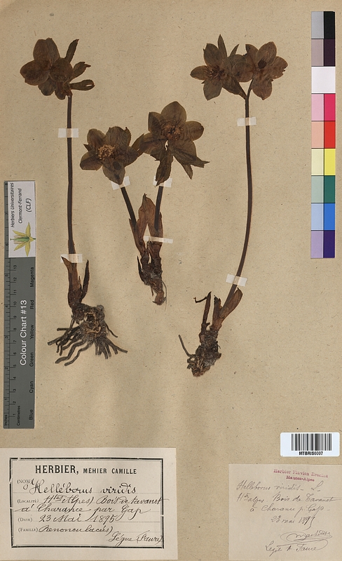 Helleborus viridis (Ranunculaceae)