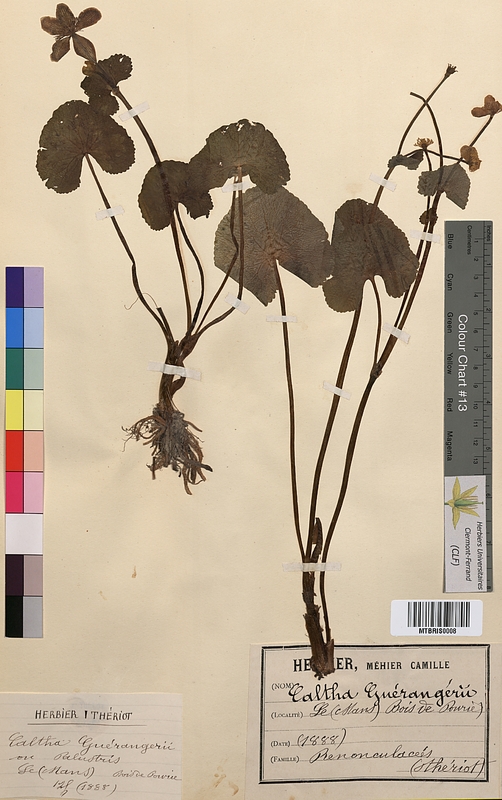 Caltha guerangerii (Ranunculaceae)