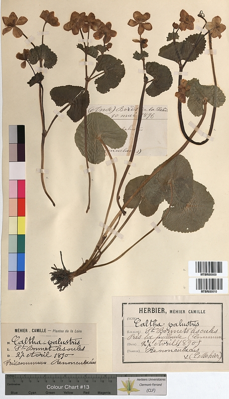 Caltha palustris (Ranunculaceae)