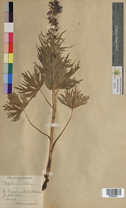 Delphinium elatum (Ranunculaceae)