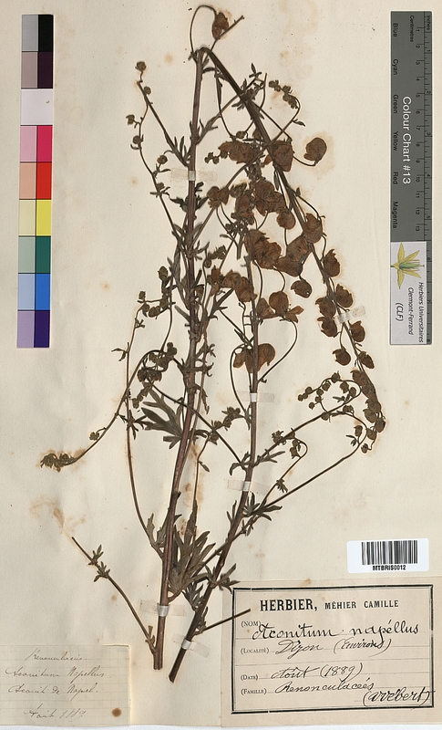 Aconitum napellus (Ranunculaceae)