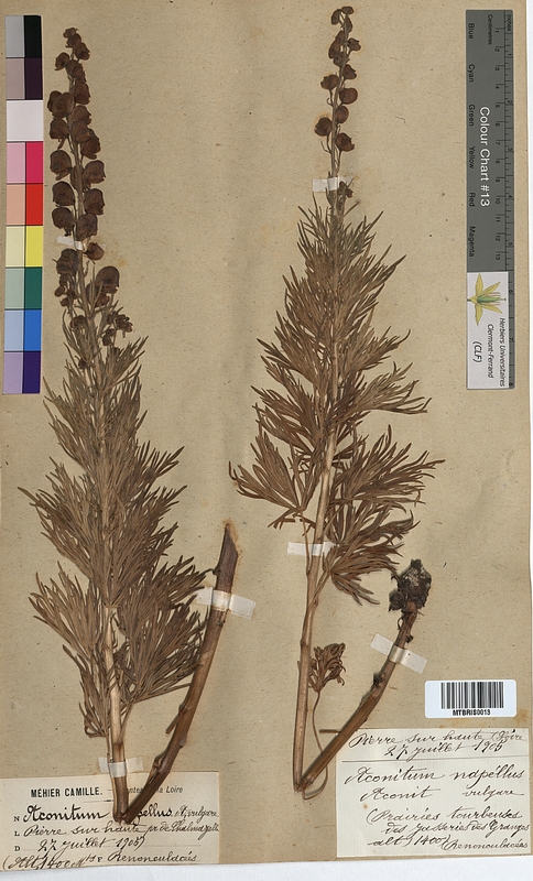 Aconitum napellus (Ranunculaceae)