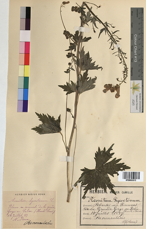 Aconitum lycoctonum (Ranunculaceae)