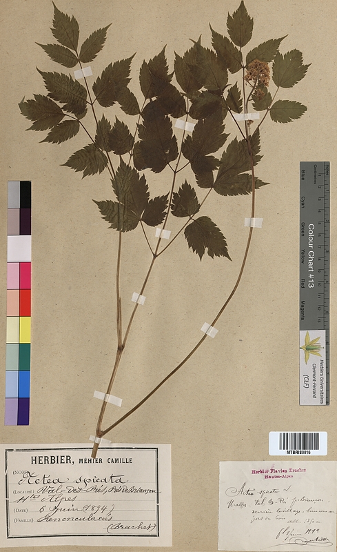 Actaea spicata (Ranunculaceae)