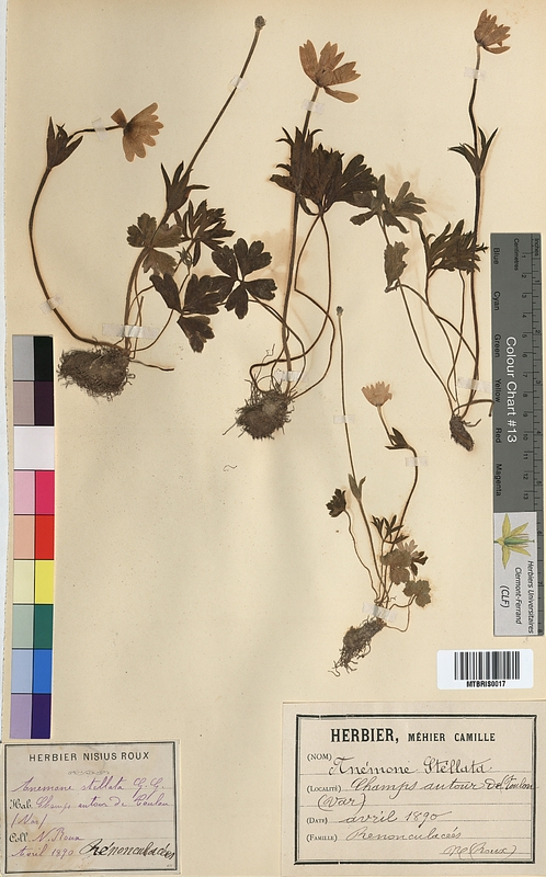 Anemone stellata (Ranunculaceae)