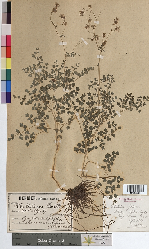 Thalictrum foetidum (Ranunculaceae)