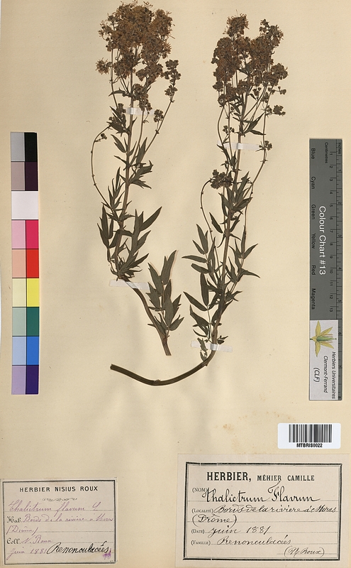 Thalictrum flavum (Ranunculaceae)