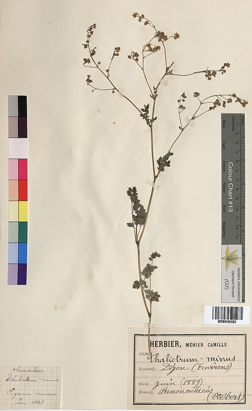 Thalictrum minus (Ranunculaceae)