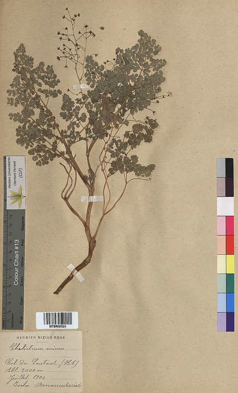 Thalictrum minus (Ranunculaceae)