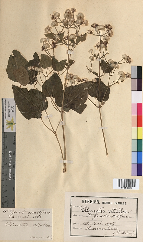 Clematis vitalba (Ranunculaceae)