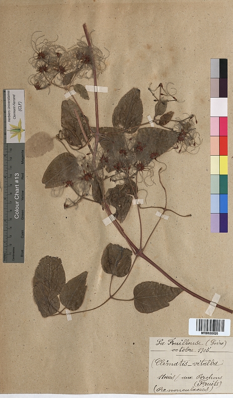 Clematis vitalba (Ranunculaceae)