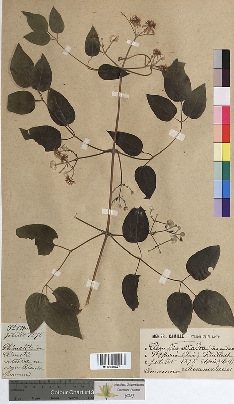 Clematis vitalba (Ranunculaceae)