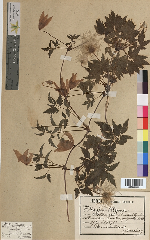 Atragene alpina (Ranunculaceae)